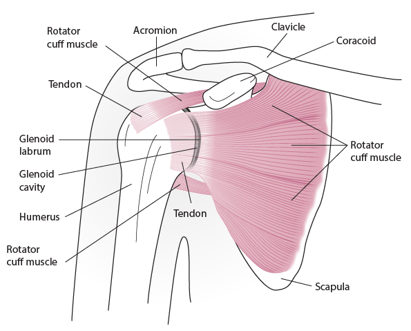 shoulder treatment shoulder surgery in Panchkula, india